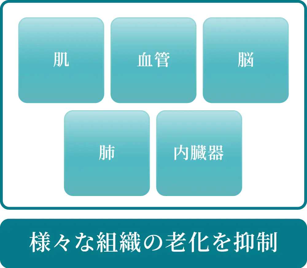 肌・血管・脳・肺・内臓器/様々な組織の老化を抑制